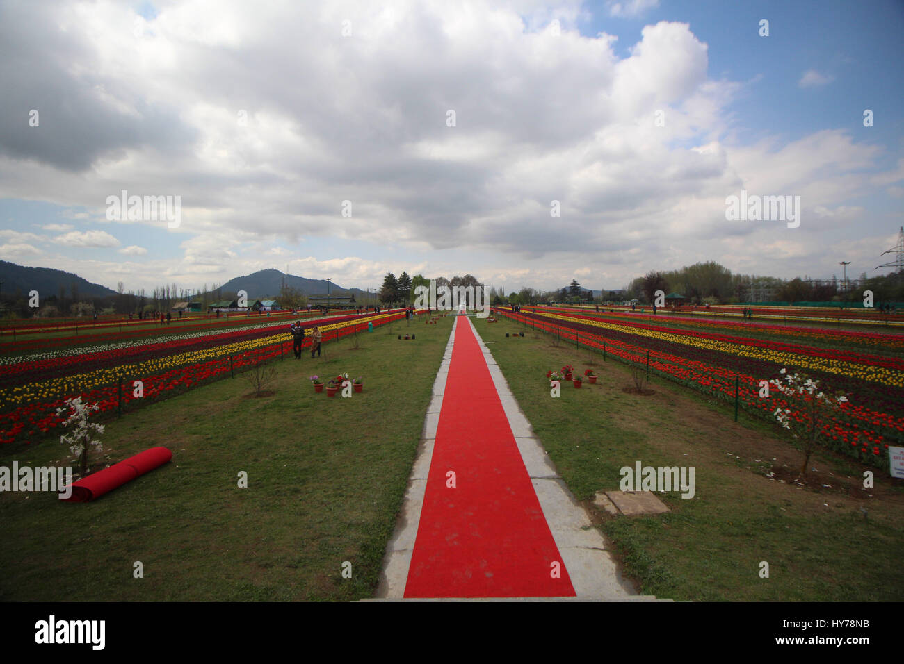 Srinagar, au Cachemire. 01 avr, 2017. Une vue de tulipes en fleurs le plus grand en Asie Tulip Garden le samedi à Srinagar, Cachemire contrôlé par Kashmirn le 1er avril 2017. Indira Gandhi Memorial Tulip Garden dans le recouvrement de Zabarwan Hills, qui s'étend sur 600 kanals de terre avec plus de 1,5 millions de fleurs de plus de 46 variétés, a été ouvert au public aujourd'hui. Credit : Umer Asif/Pacific Press/Alamy Live News Banque D'Images