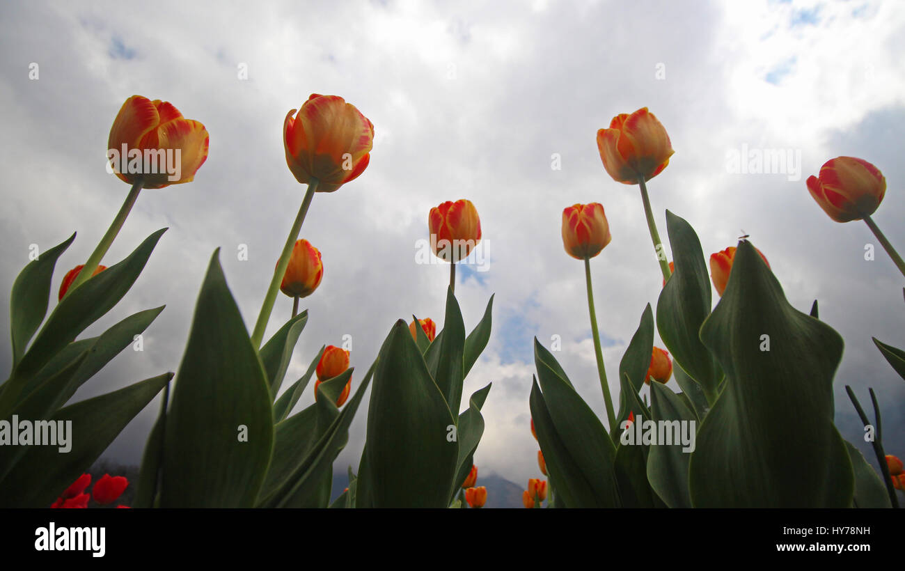 Srinagar, au Cachemire. 01 avr, 2017. Une vue de tulipes en fleurs le plus grand en Asie Tulip Garden le samedi à Srinagar, Cachemire contrôlé par Kashmirn le 1er avril 2017. Indira Gandhi Memorial Tulip Garden dans le recouvrement de Zabarwan Hills, qui s'étend sur 600 kanals de terre avec plus de 1,5 millions de fleurs de plus de 46 variétés, a été ouvert au public aujourd'hui. Credit : Umer Asif/Pacific Press/Alamy Live News Banque D'Images