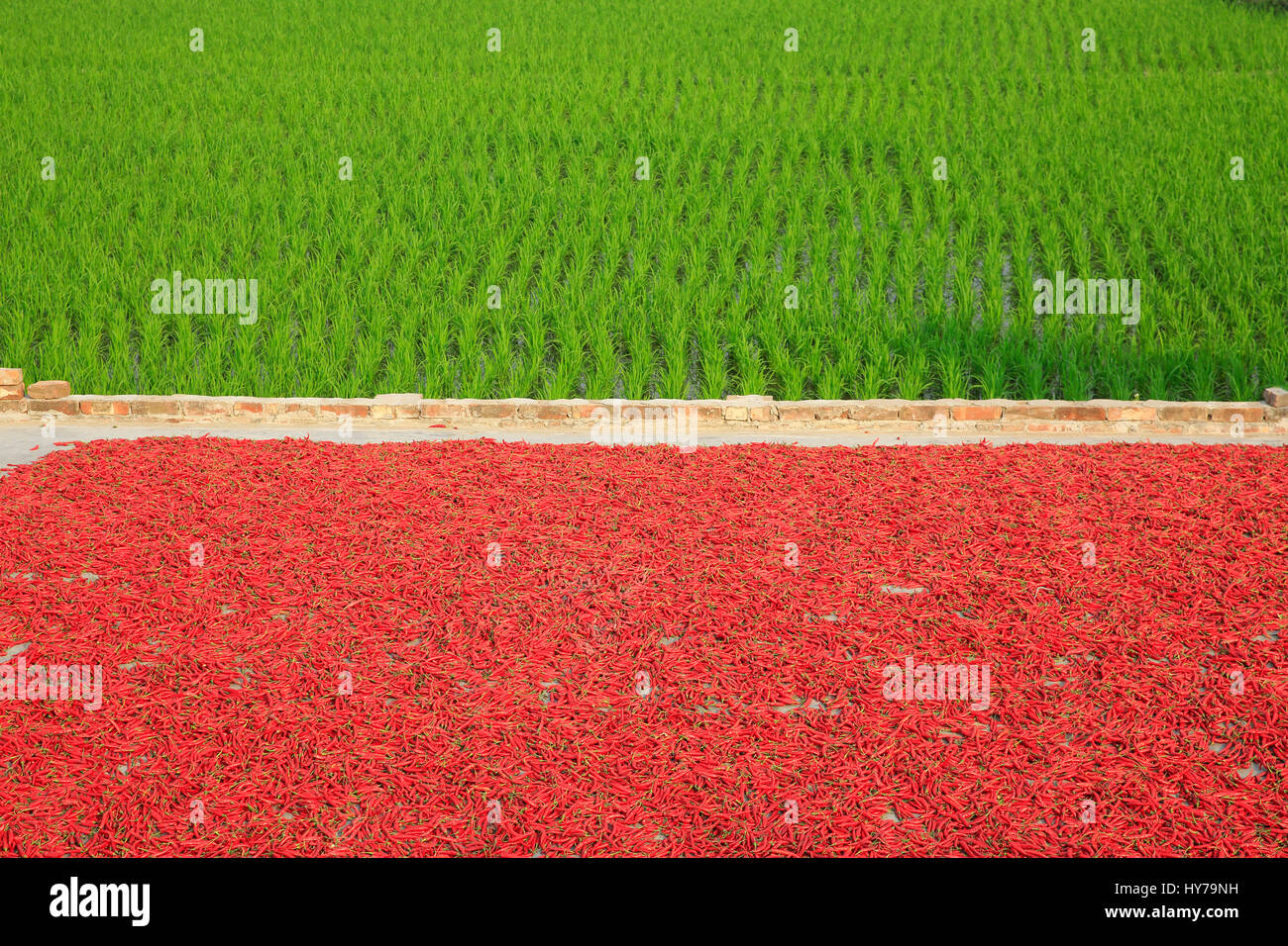 Piments rouges séchés à l'Shariakandi à Bogra, Bangladesh. Banque D'Images