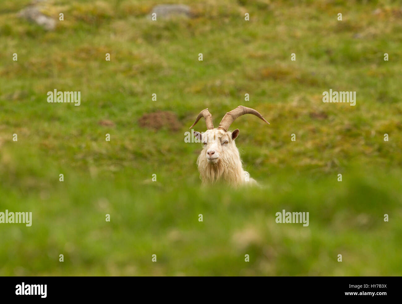 Chèvre sauvage, seul adulte peering over grass monticule. Prises de juin. Vallée Findhorn, Nr Tomatin, Ecosse, Royaume-Uni. Banque D'Images