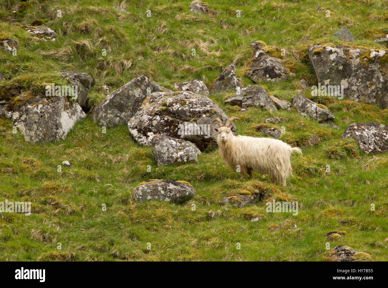 Chèvre sauvage, adulte seul debout sur une colline rocheuse. Prises de juin. Vallée Findhorn, Nr Tomatin, Ecosse, Royaume-Uni. Banque D'Images