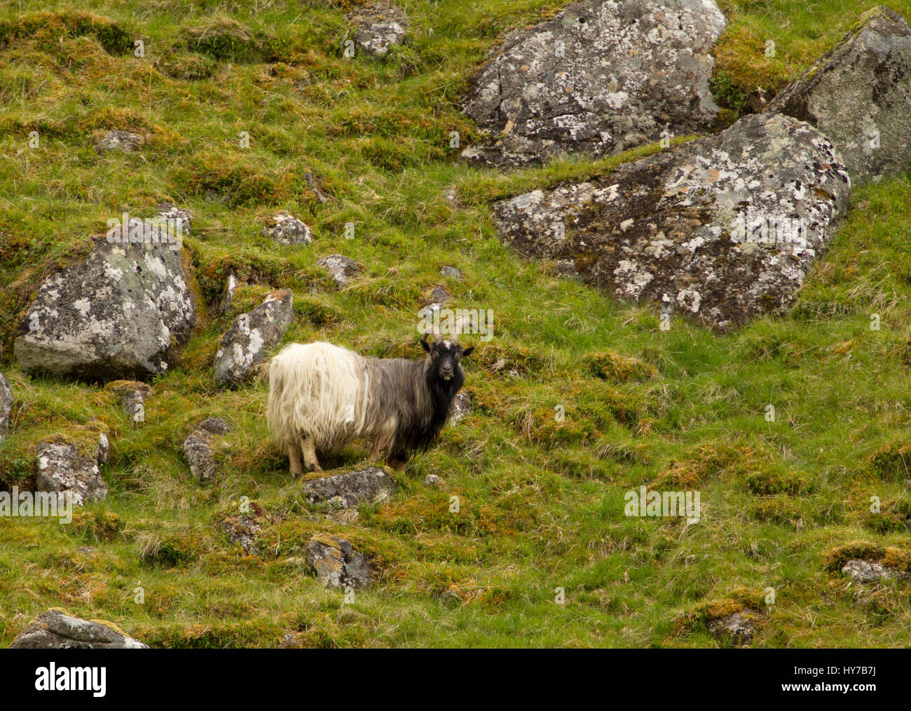 Chèvre sauvage, adulte seul debout sur une colline rocheuse. Prises de juin. Vallée Findhorn, Nr Tomatin, Ecosse, Royaume-Uni. Banque D'Images