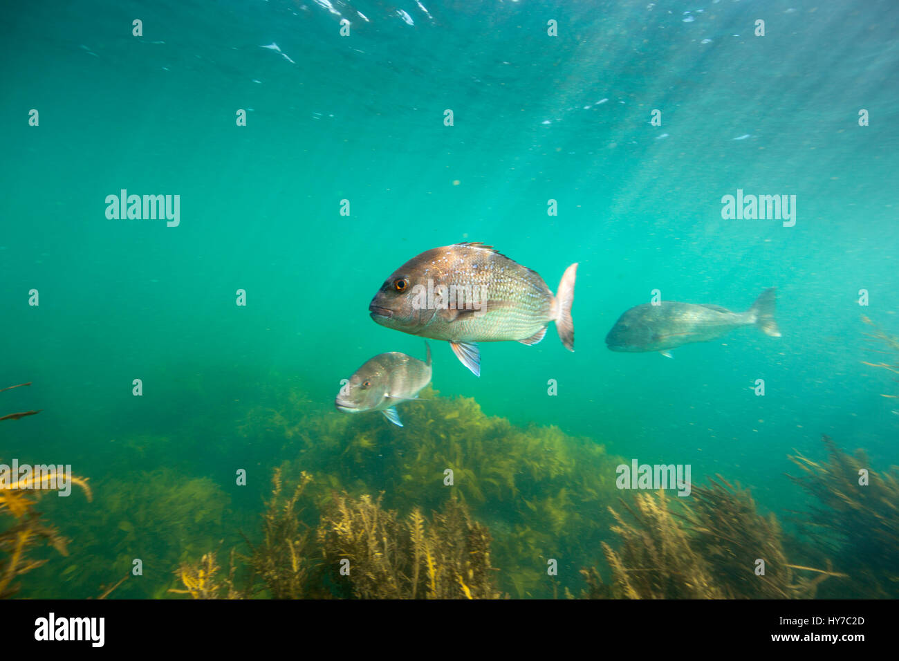 Au cours de natation sous-marine poisson vivaneau forêt de laminaires à Goat Island, New Zealand Banque D'Images