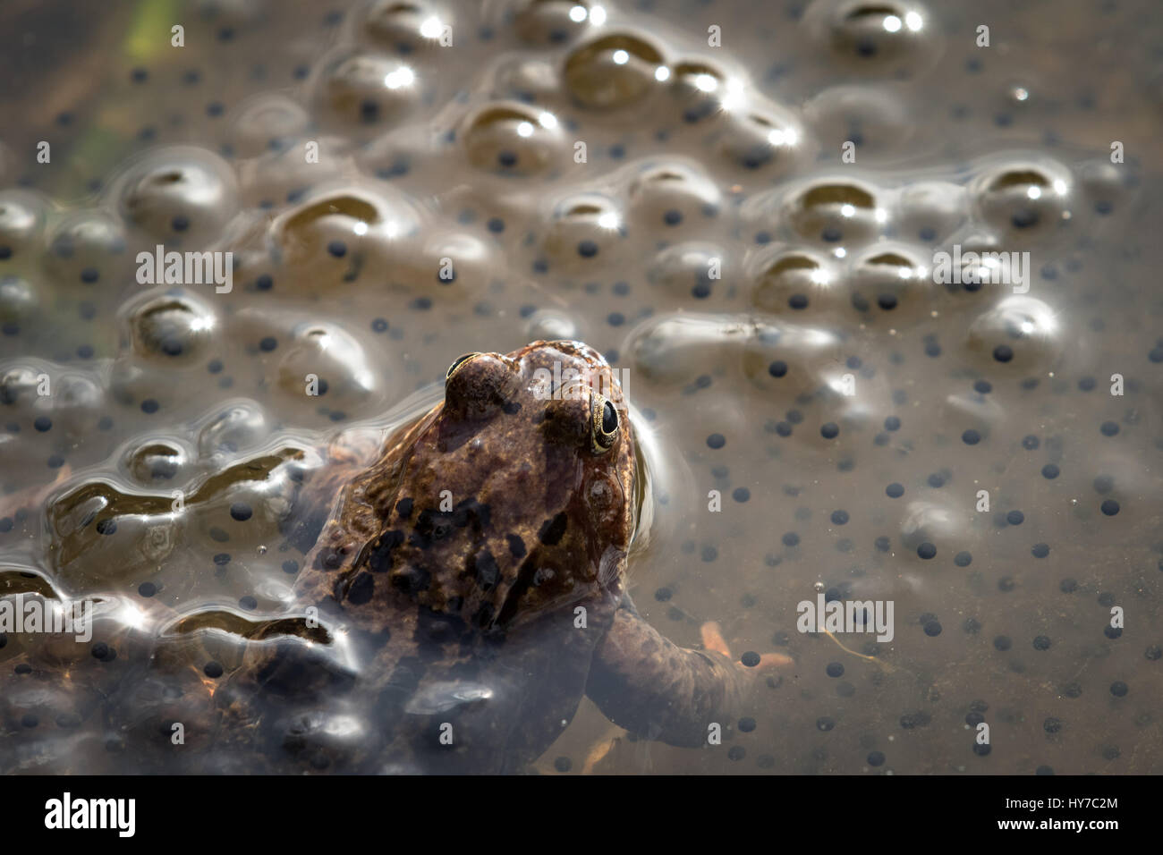 Brun commun européen, la grenouille Rana temporaria, homme veillant sur le les oeufs récemment pondus. Dans Baneheia Kristiansand Norvège Banque D'Images