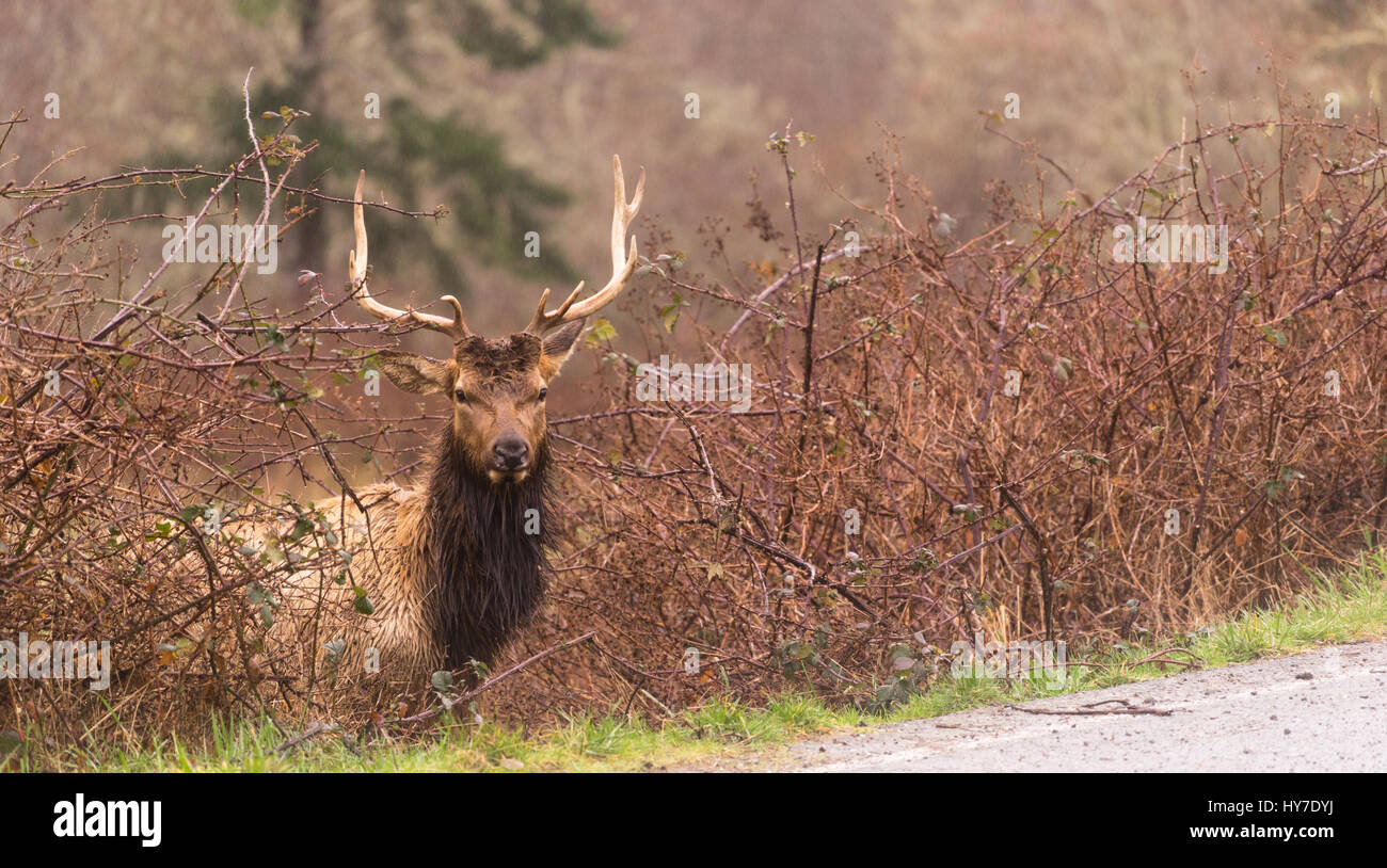 Bull Elk mâle garde un oeil sur les intrus prendre une pause pour le pâturage. Banque D'Images