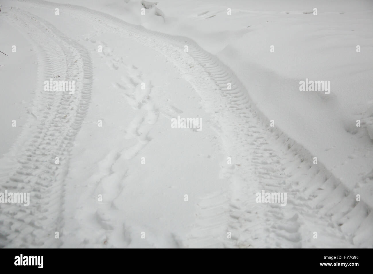 Les traces de pneus sur la neige Banque D'Images