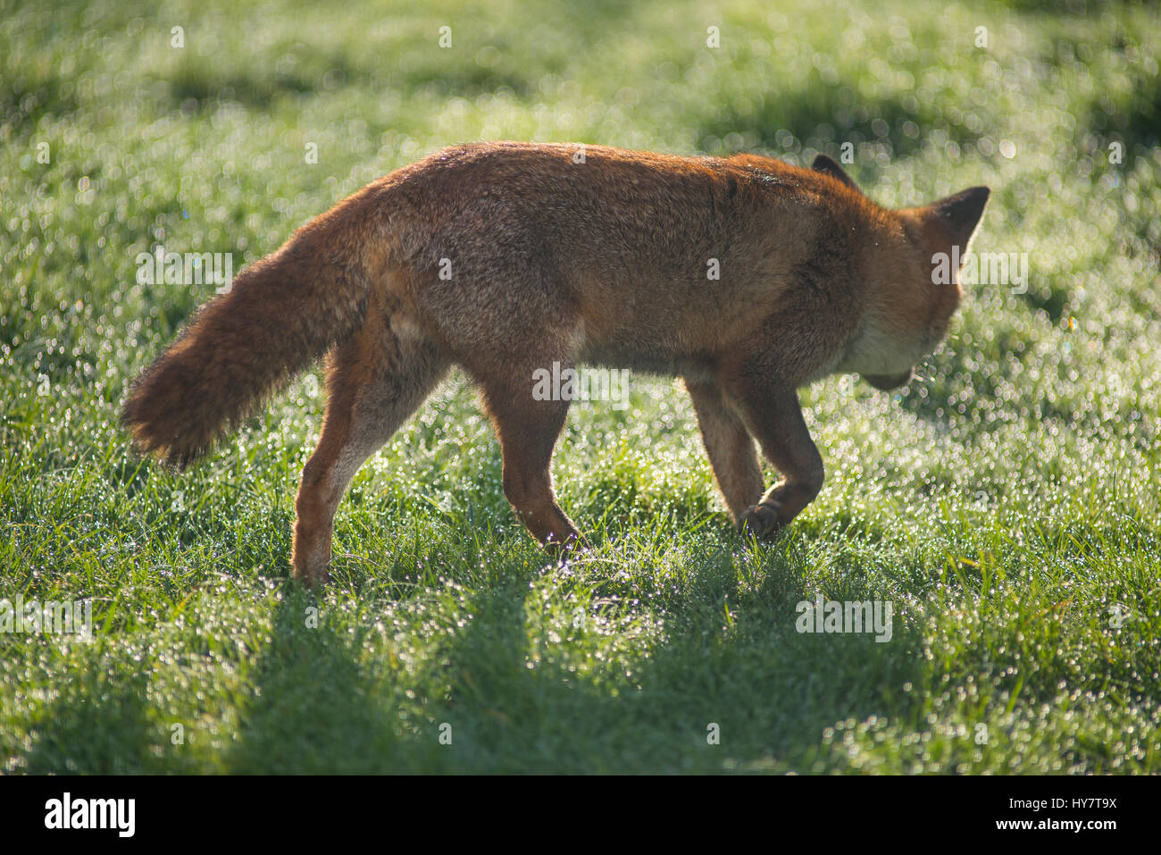 Wimbledon, Londres, Royaume-Uni. 2 avril, 2017. Red Fox cherche de la nourriture sur une pelouse couverte de rosée à Londres, en contre-jour du soleil de printemps solide. Credit : Malcolm Park/Alamy Live News. Banque D'Images