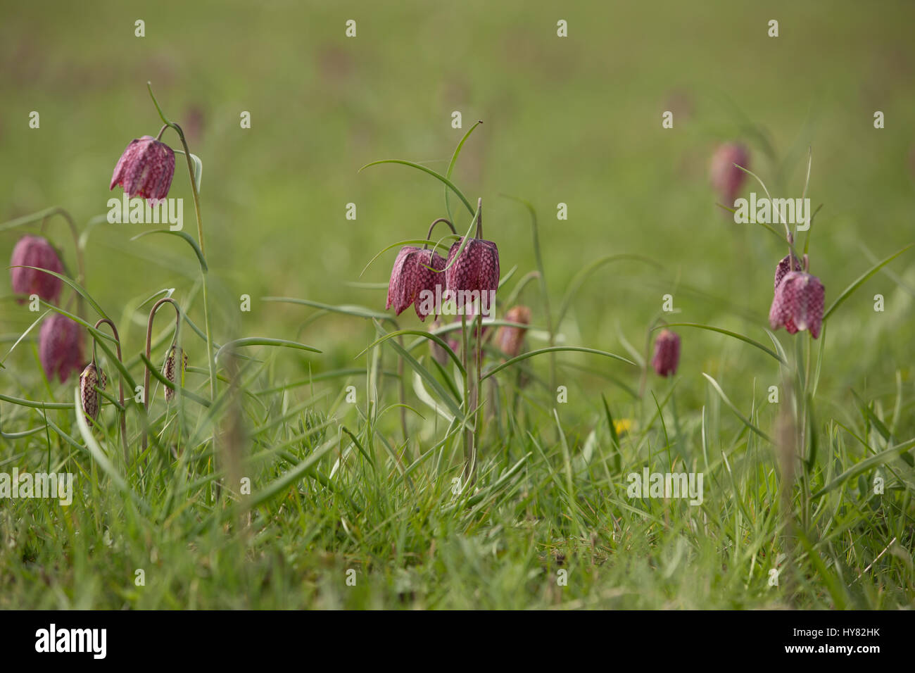 Cricklade, UK. 2ème apr 2017. Météo britannique. Tapis de pourpre snakeshead fritillaries, Fritillaria meleagris, sont entrée en fleur au nord de Cricklade Meadows, un événement annuel de printemps qui attire de nombreux visiteurs du site dans le Wiltshire. Chaque année, l'émergence de ces fleurs que le printemps est arrivé. Crédit : Jill Walker/Alamy Live News Banque D'Images