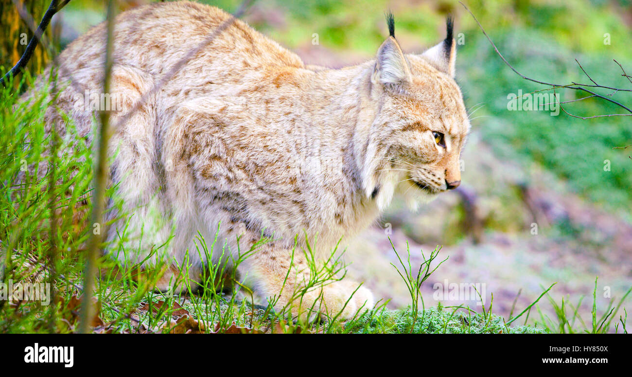 Un lynx cat se trouve dans la forêt au début de l'hiver Banque D'Images