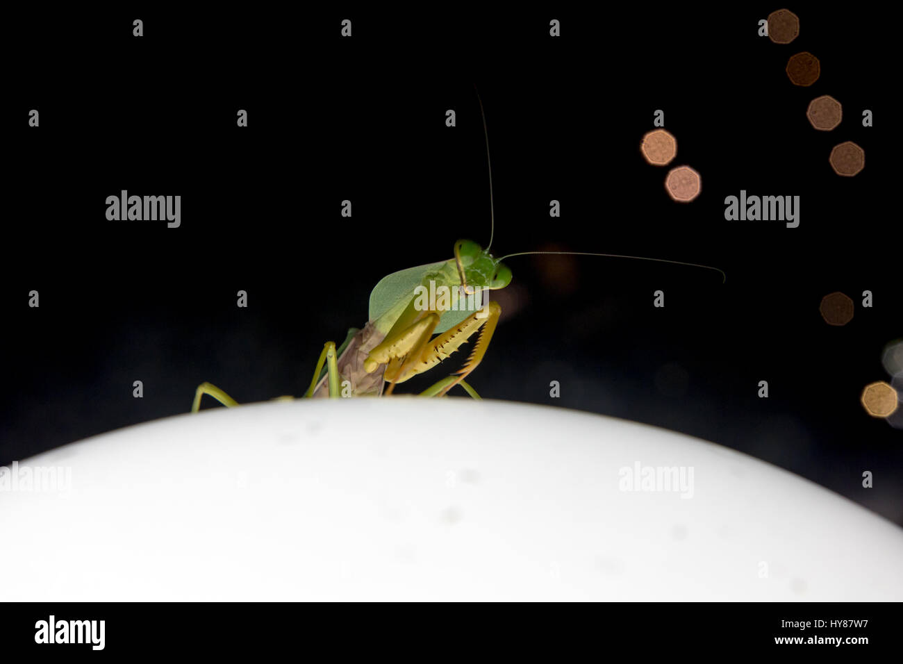 Mantis dans la nuit chasse assis sur un eclairage Banque D'Images
