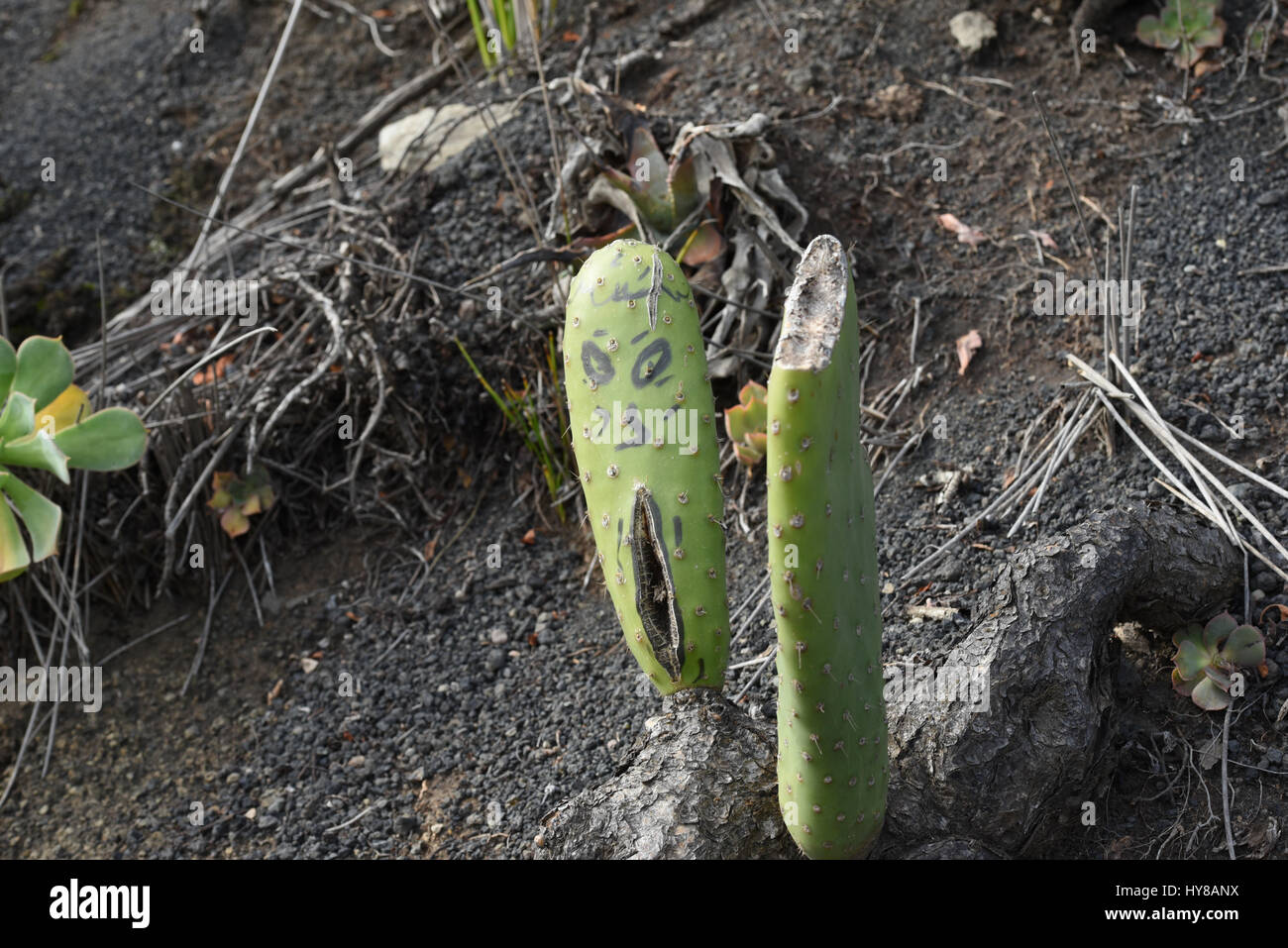 Cactus poussant dans mountain Banque D'Images