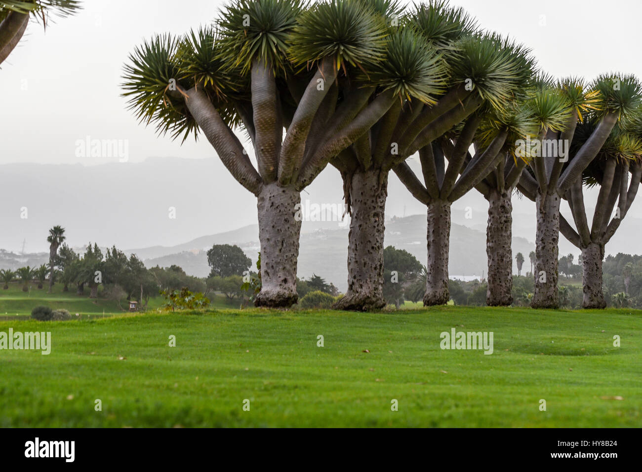 Palmiers et les paysages Banque D'Images