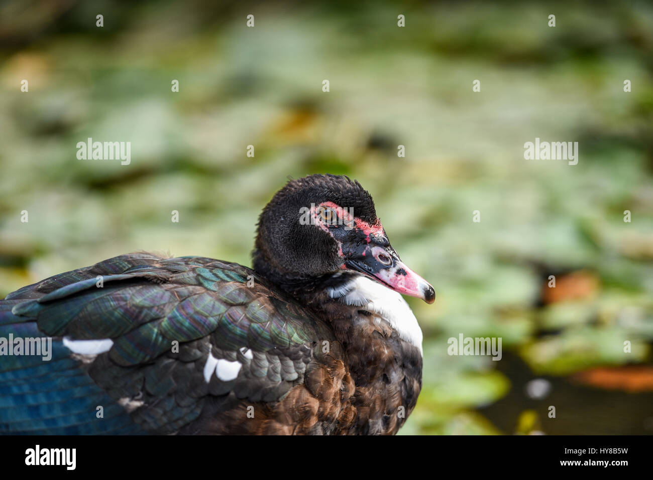 Canard coloré Banque D'Images