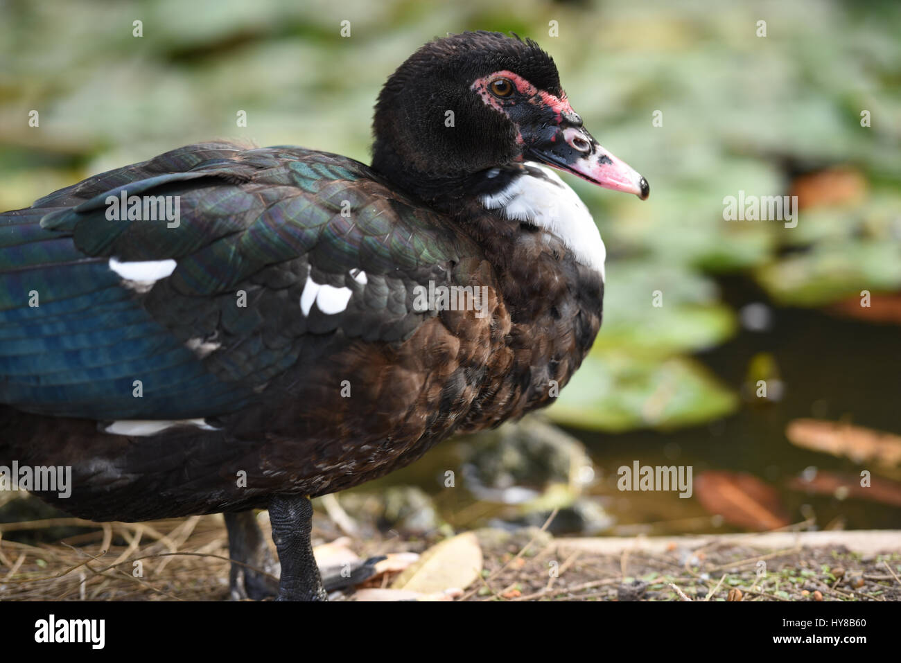 Canard coloré Banque D'Images