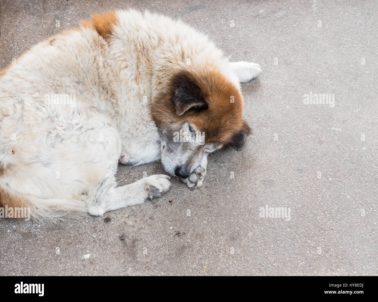 Chien malade dort près de la rue en milieu urbain dans la ville. Banque D'Images