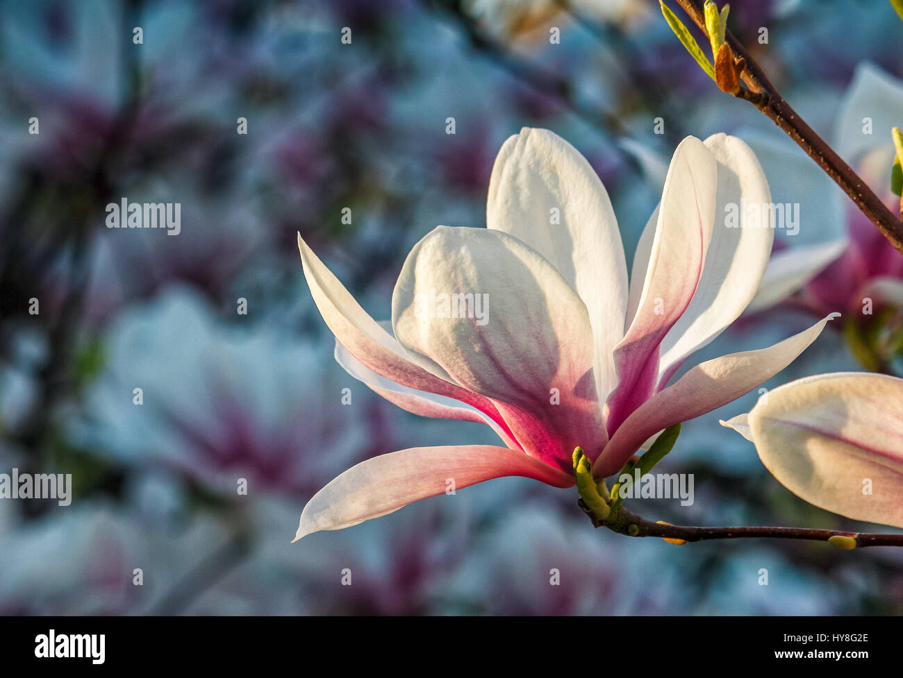 Beau printemps libre de l'arrière-plan. Fleur de Magnolia blossom in garden Banque D'Images