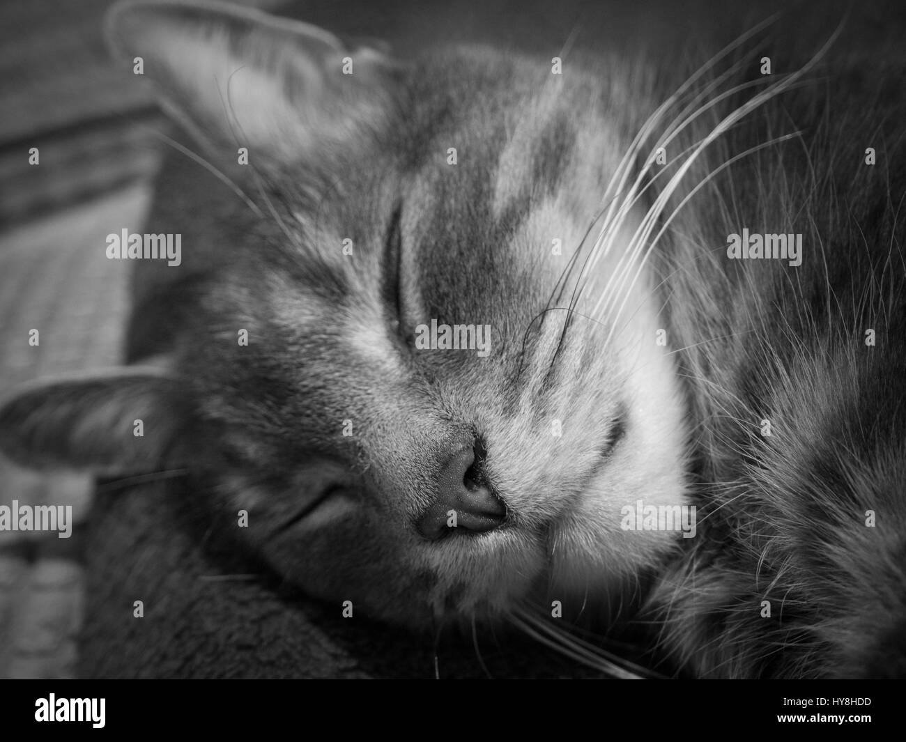 Close up of sleeping cat en noir et blanc Banque D'Images