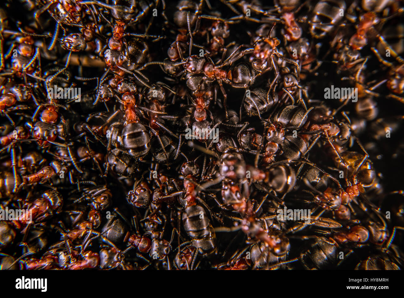 Les fourmis des bois rouge sur une fourmilière, close-up Banque D'Images