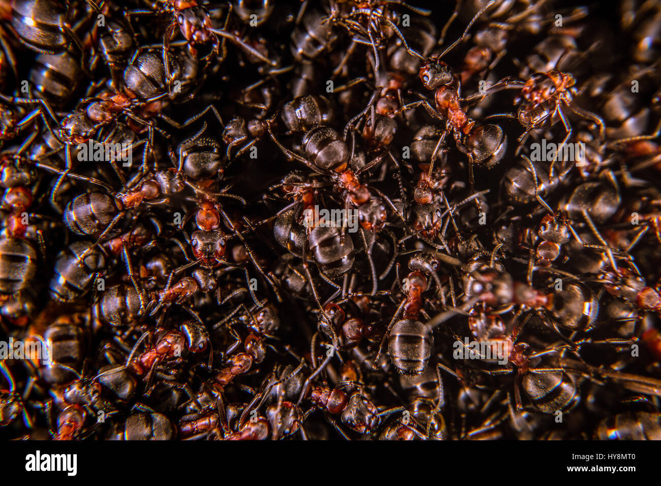 Les fourmis des bois rouge sur une fourmilière, close-up Banque D'Images