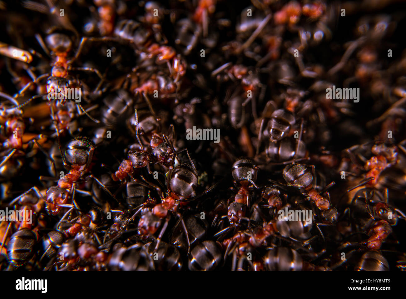 Les fourmis des bois rouge sur une fourmilière, close-up Banque D'Images