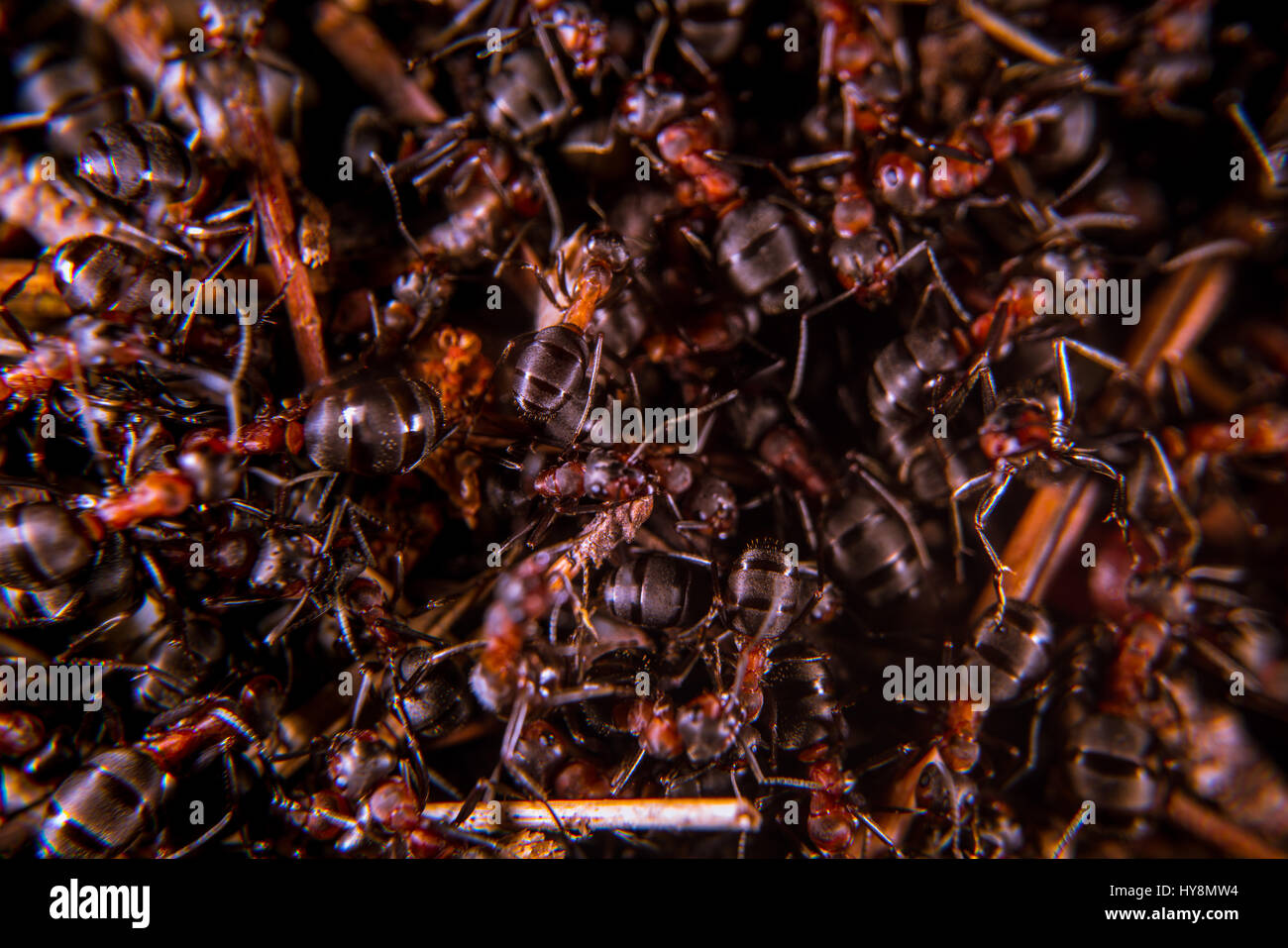 Les fourmis des bois rouge sur une fourmilière, close-up Banque D'Images