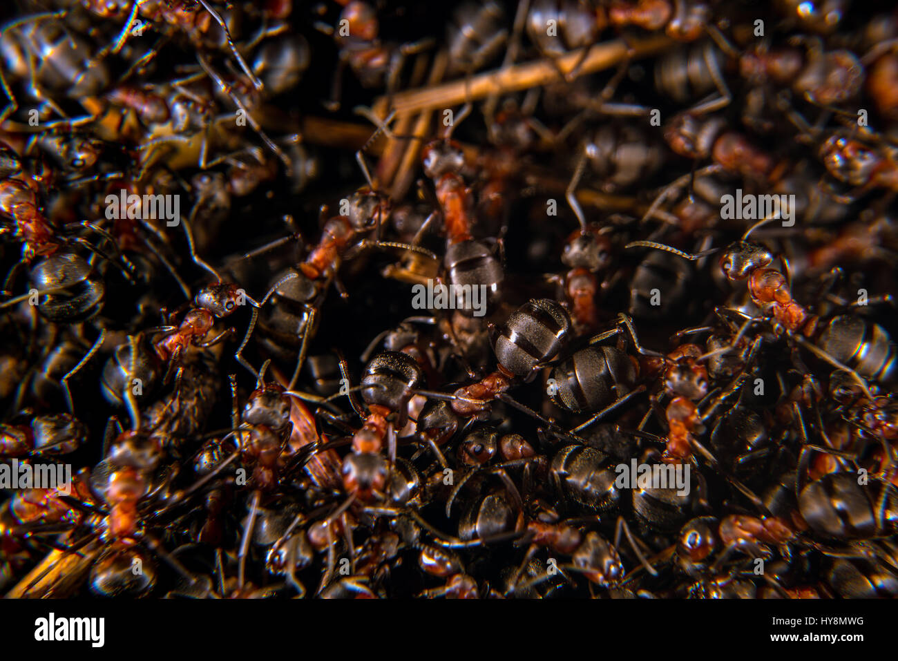 Les fourmis des bois rouge sur une fourmilière, close-up Banque D'Images