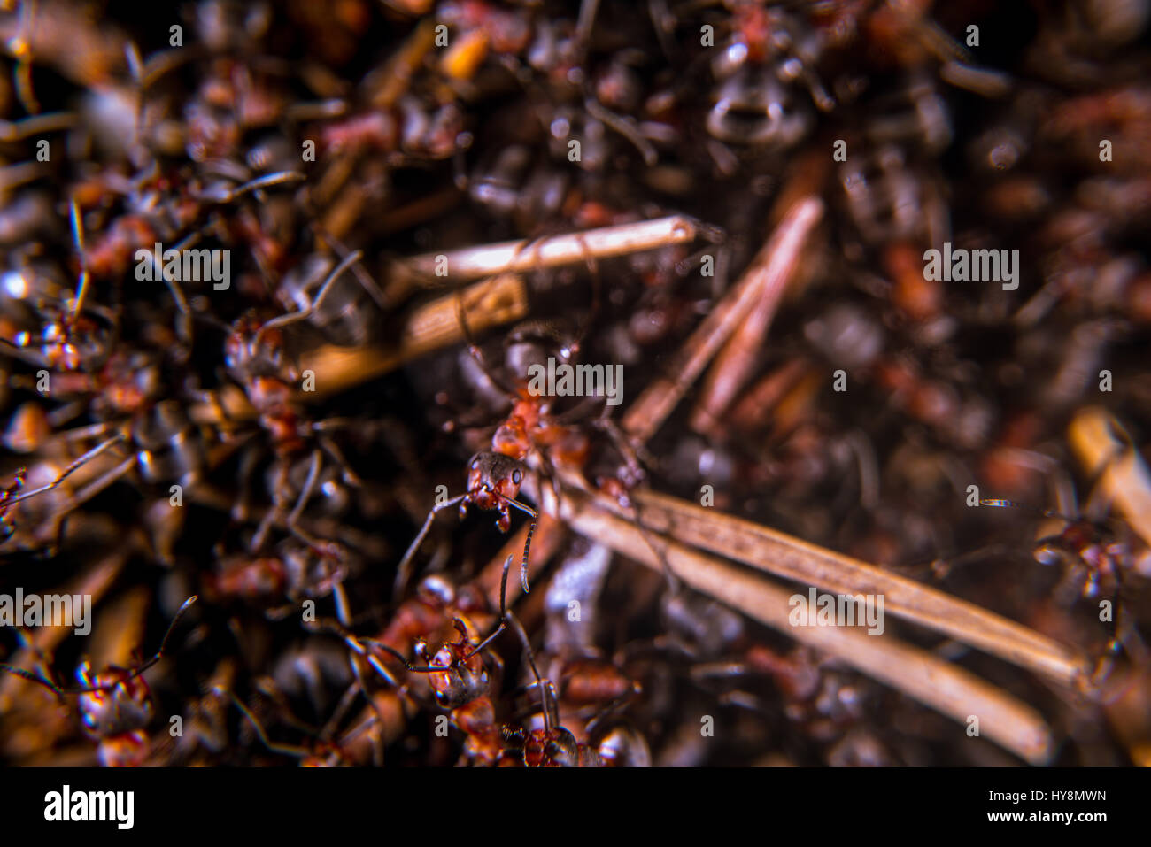 Les fourmis des bois rouge sur une fourmilière, close-up Banque D'Images