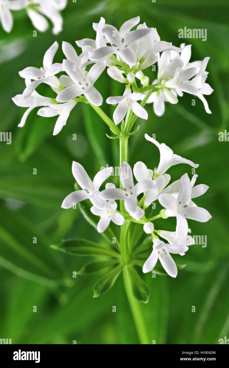 Fleur de woodruff Banque D'Images