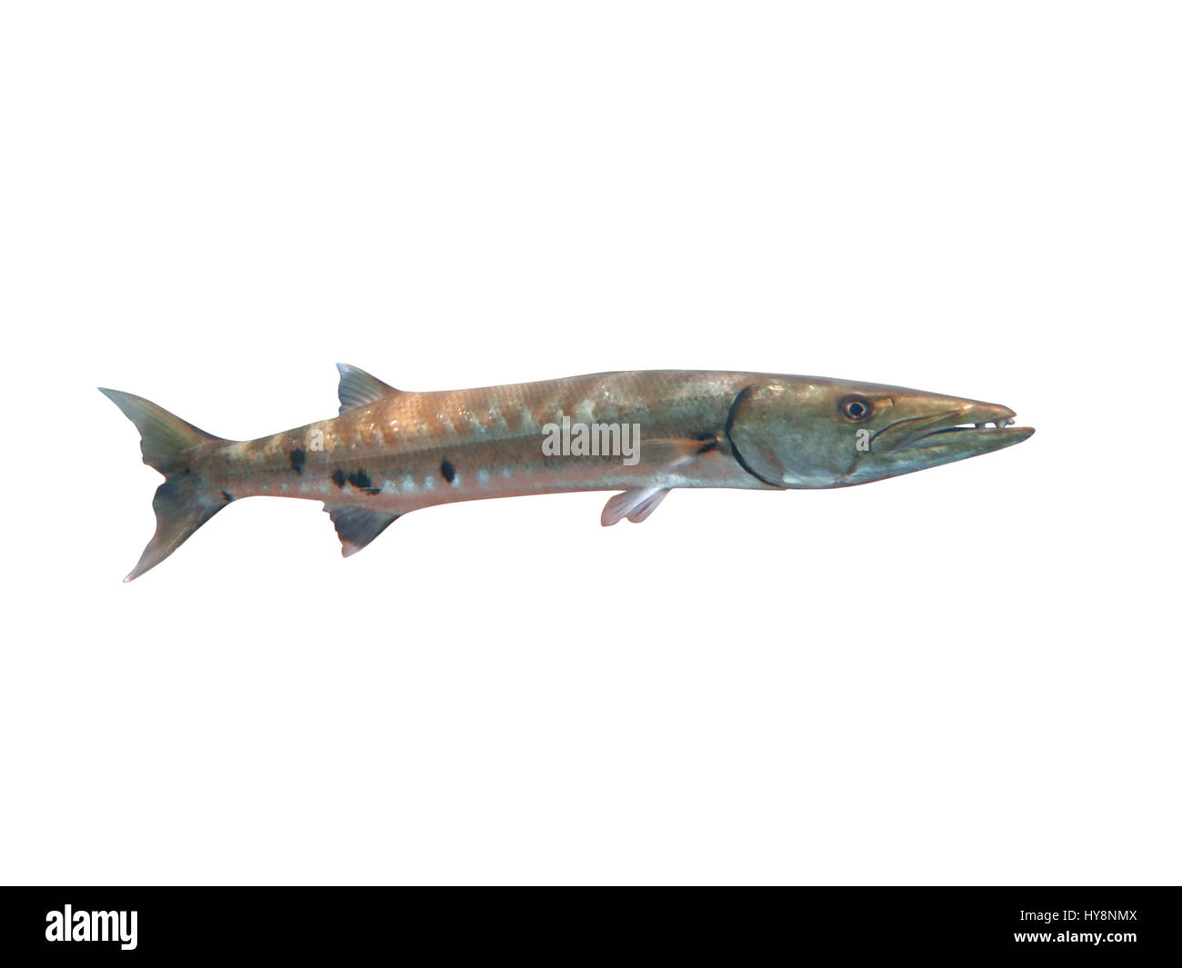 Grand Barracuda poisson dans Bali océan Banque D'Images