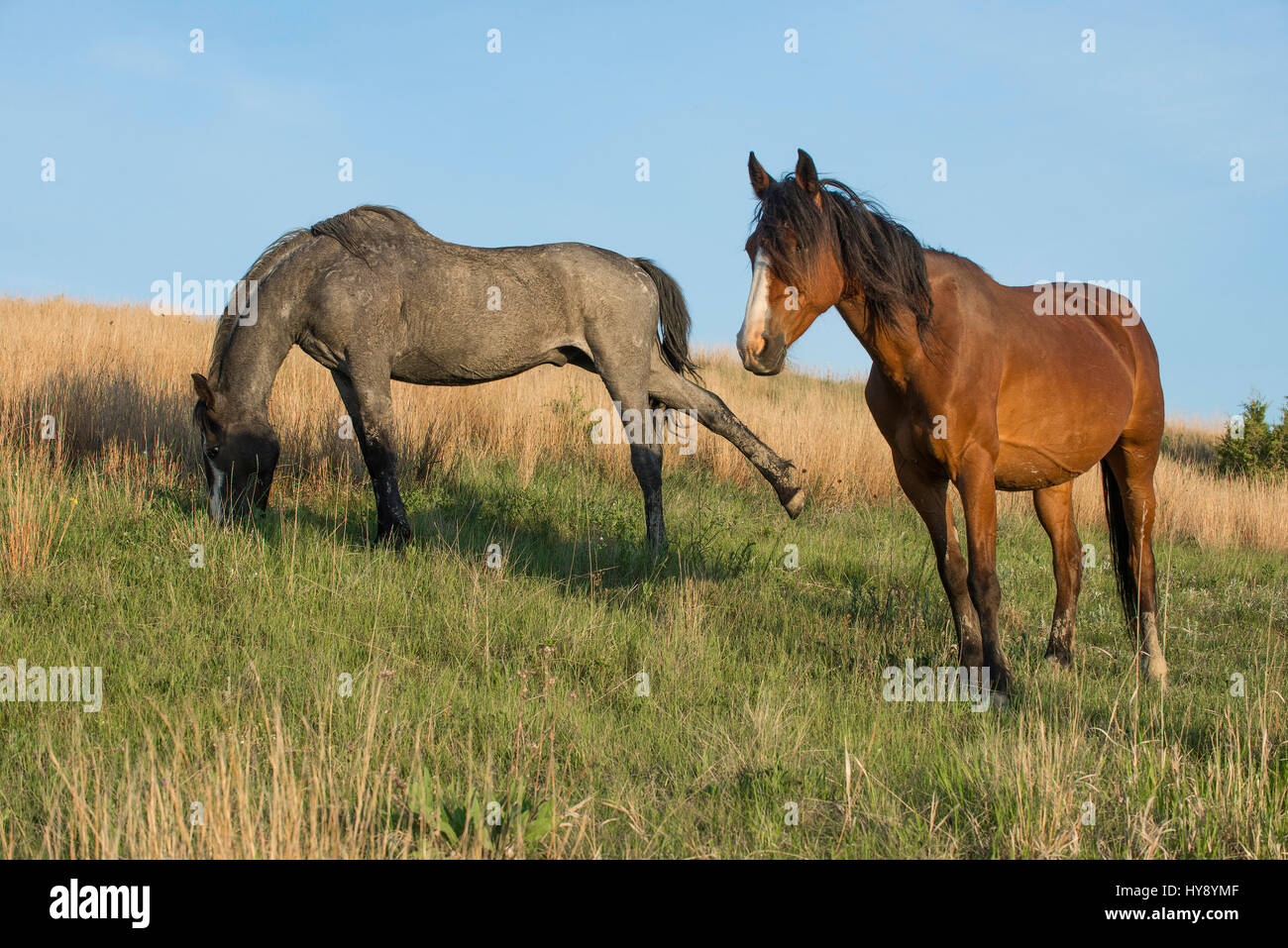 Paire de chevaux sauvages (Equus ferus), dans l'ouest de l'Amérique du Nord Banque D'Images