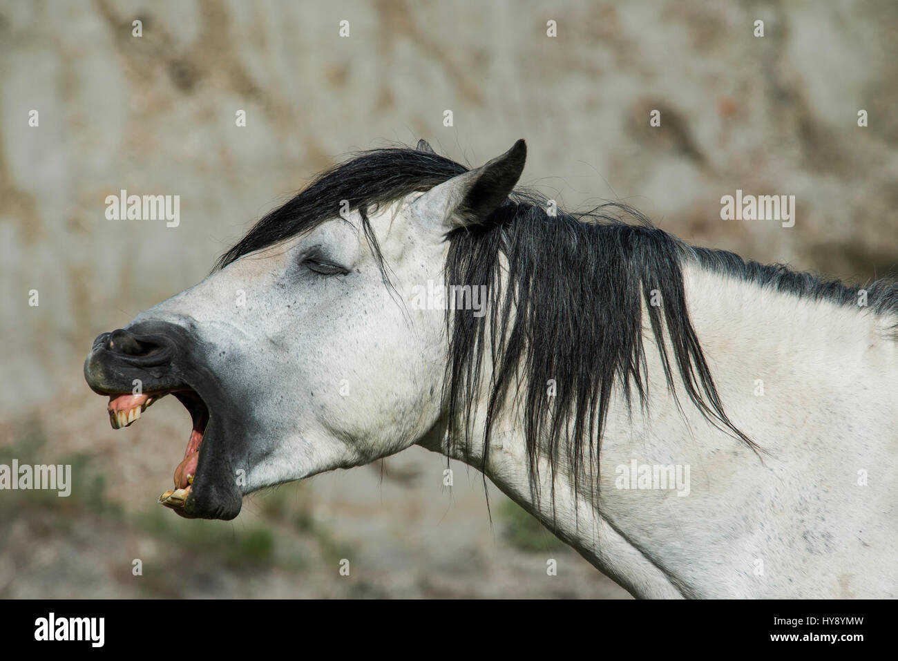 Cheval sauvage (Equus ferus) braire, dans l'ouest de l'Amérique du Nord Banque D'Images