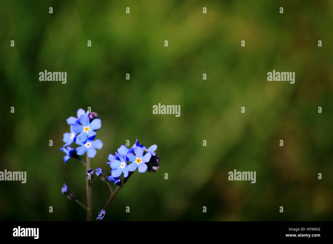 Myosotis fleurs de mauve Banque D'Images