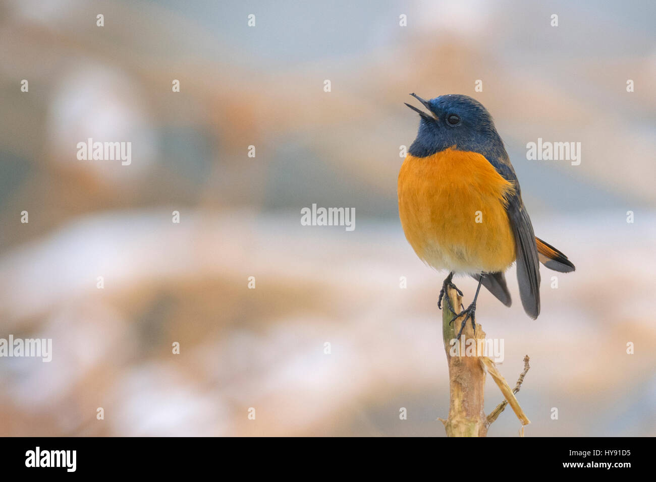 Rougequeue à front bleu mâle (Phoenicurus frontalis) également appelée Paruline flamboyante Paruline bleue au chant, Kedarnath, faune, sanctuaire, Uttarakhand, Inde Banque D'Images