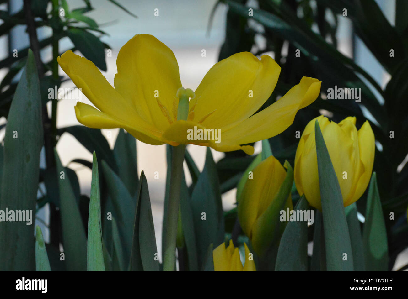 Tulipes Banque D'Images