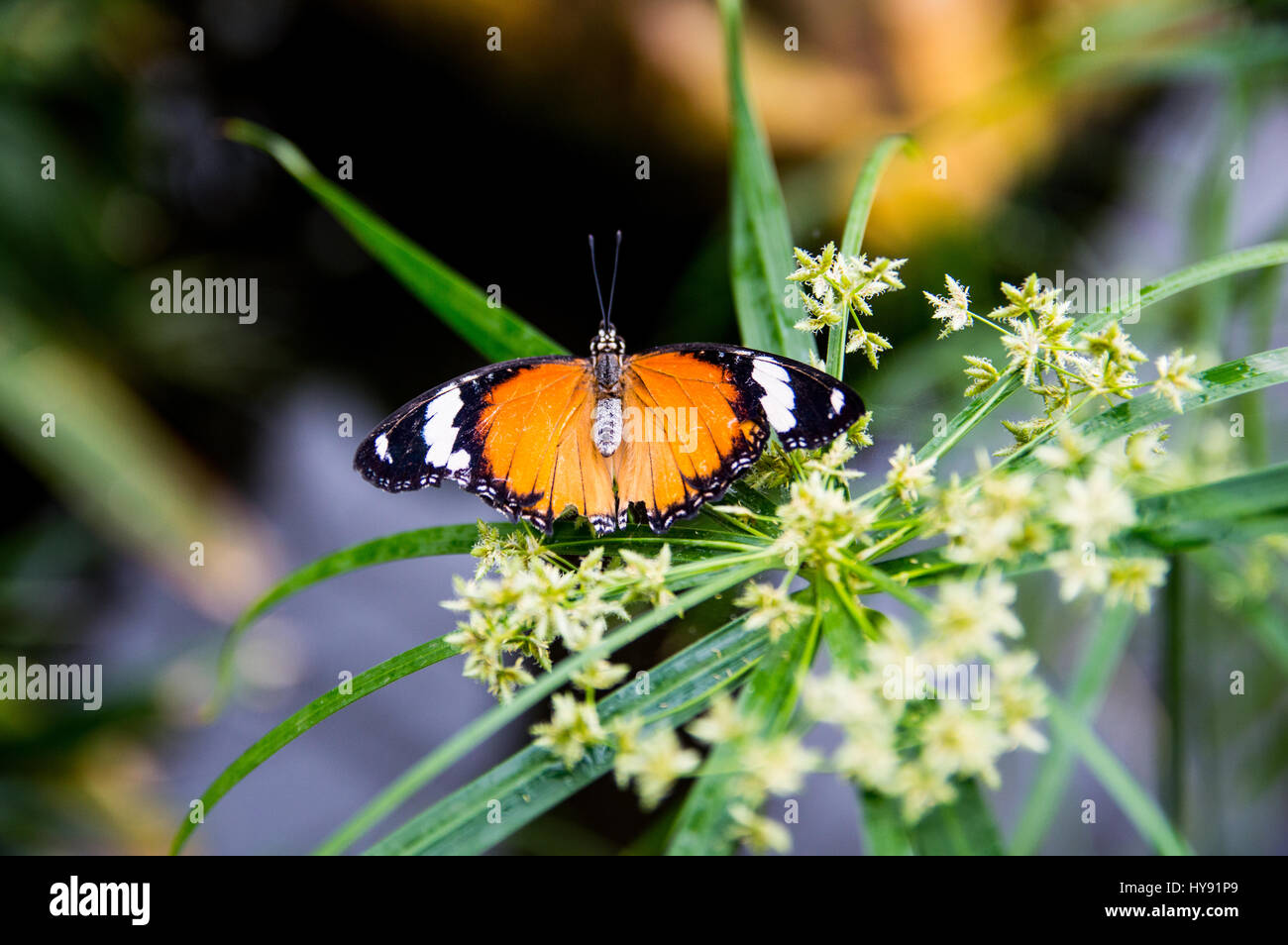 Chrysope rouge papillon sur Plant Banque D'Images