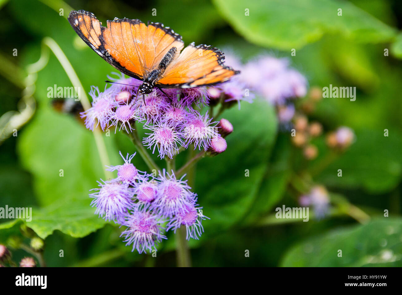 Papillon monarque sur l'usine de lilas Banque D'Images