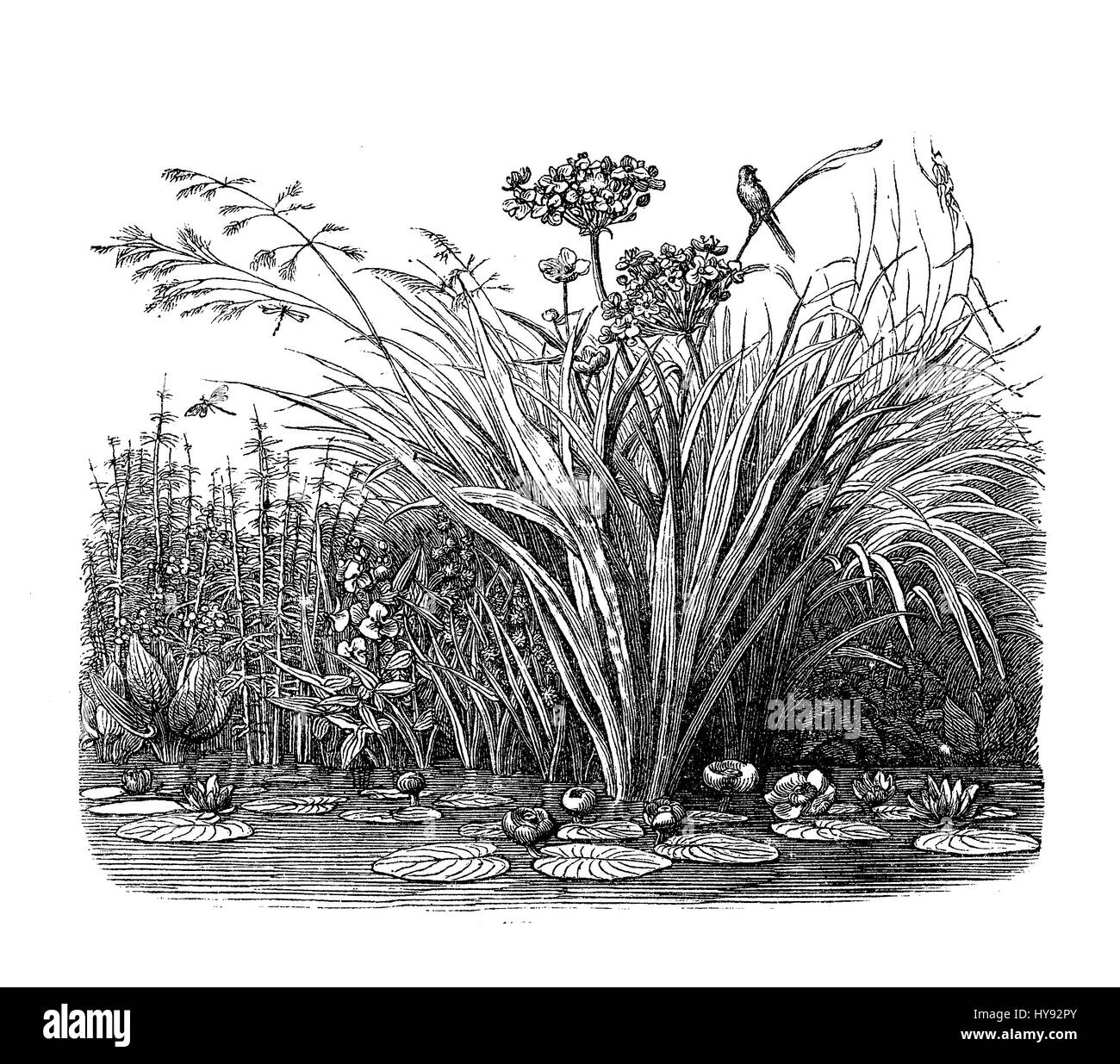 Nature paysage botanique : une végétation luxuriante, à la frontière d'un étang avec fleurs et feuilles nymphaea flottant à la surface et d'un moineau perché Banque D'Images