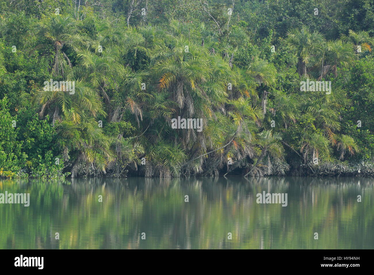 Les Sundarbans, Site du patrimoine mondial de l'UNESCO et d'une réserve faunique, Bagerhat, au Bangladesh. Banque D'Images