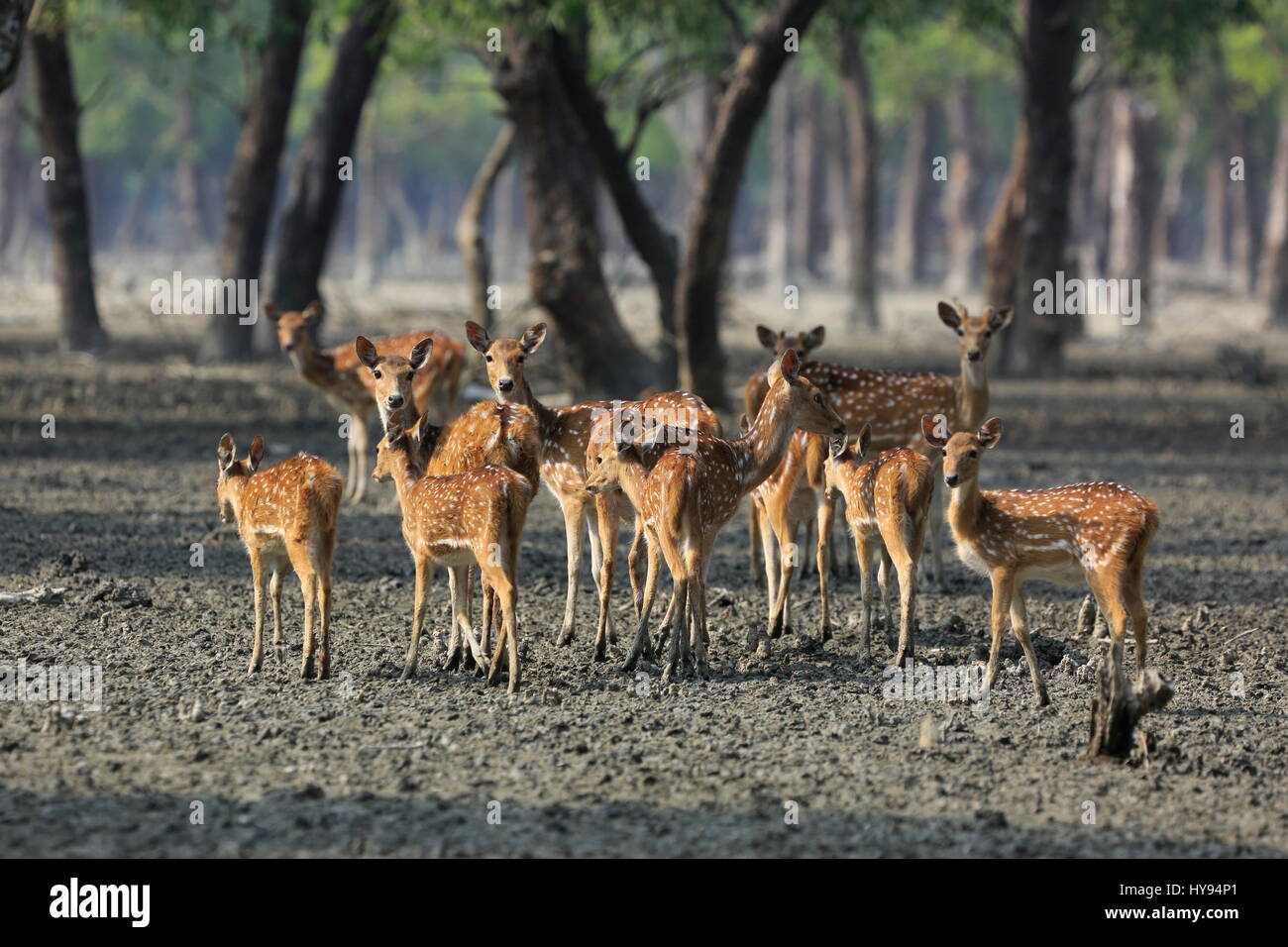 Spotted deer à Katka Wildlife Sanctuary au Sundarbans. Bagerhat, Bangladesh. Banque D'Images