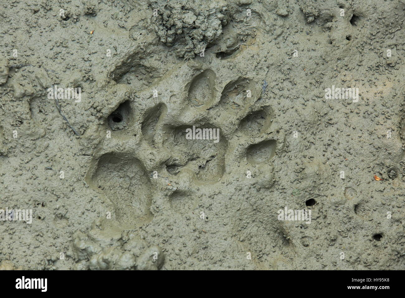 Traces du tigre du Bengale à les Sundarbans, Site du patrimoine mondial de l'UNESCO et une réserve faunique. Khulna, Bangladesh Banque D'Images