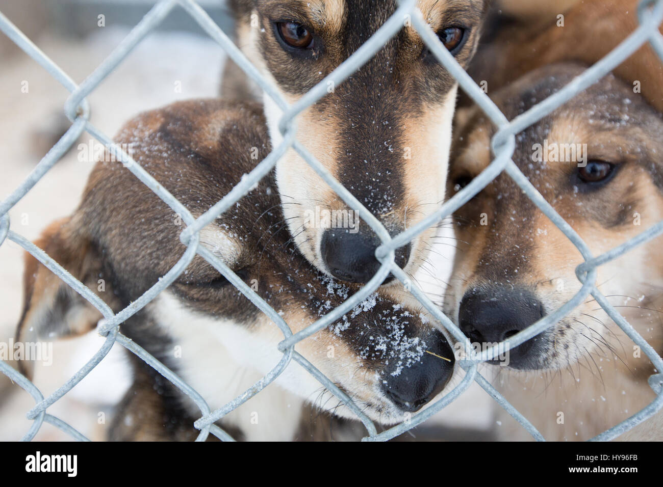 3 chiens de traîneau bruns mignons avec des flocons de neige sur leurs visages regardant à travers une clôture de maillons de chaîne un jour d'hiver Banque D'Images