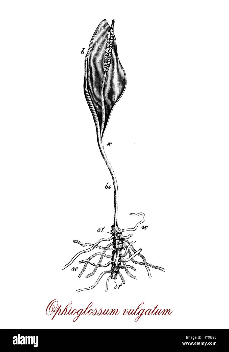 Gravure d'Ophioglossum vulgatum Vintage ou additionneurs fougère scolopendre, langue de serpent avec une forme et des racines charnues très adaptable à différents types de sols Banque D'Images