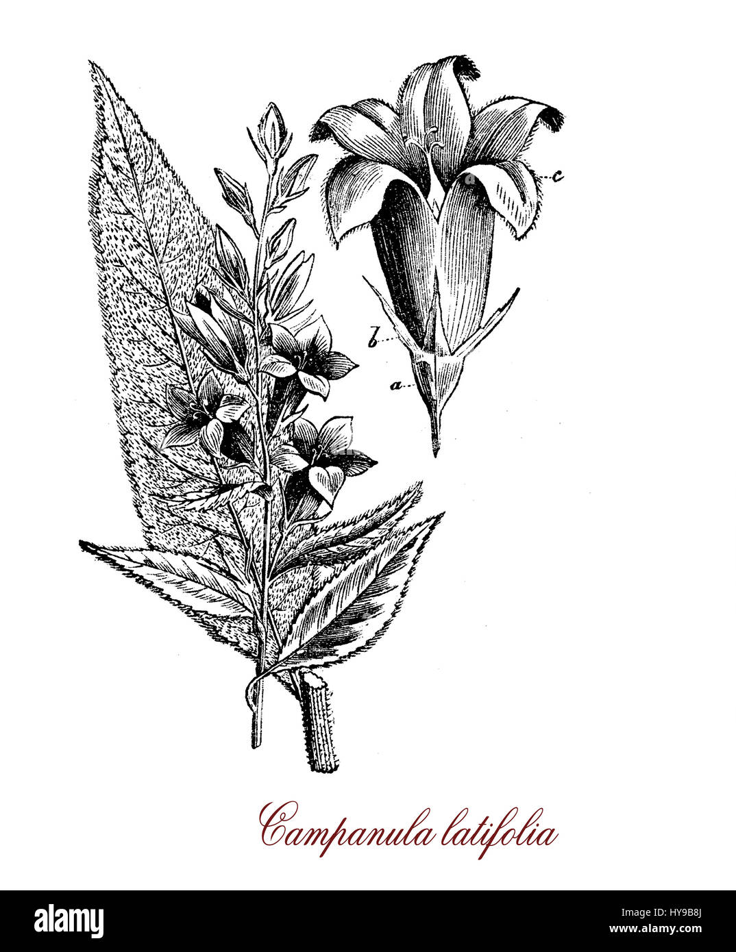 Campanula latifolia vintage de gravure ou giant bellflower,herbacée vivace avec des feuilles ovales lancéolées, bleu foncé en forme de cloche ou de fleurs violettes Banque D'Images