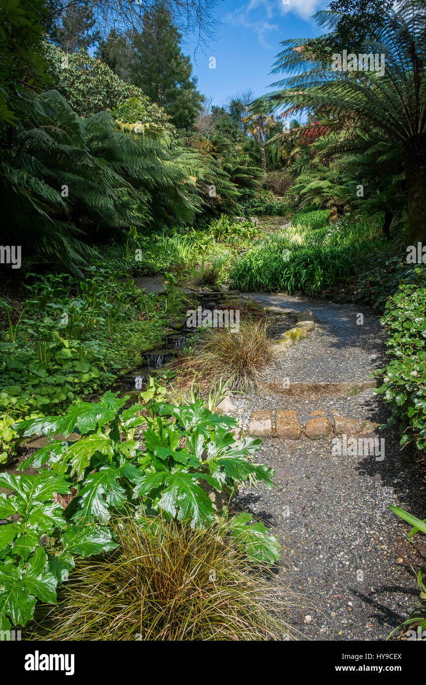 Jardin d'eau Trebah Gardens Sub-Tropical Chemin Flux Attraction touristique pittoresque voie Jolie Plantes Coloré Cornwall Cornish Banque D'Images