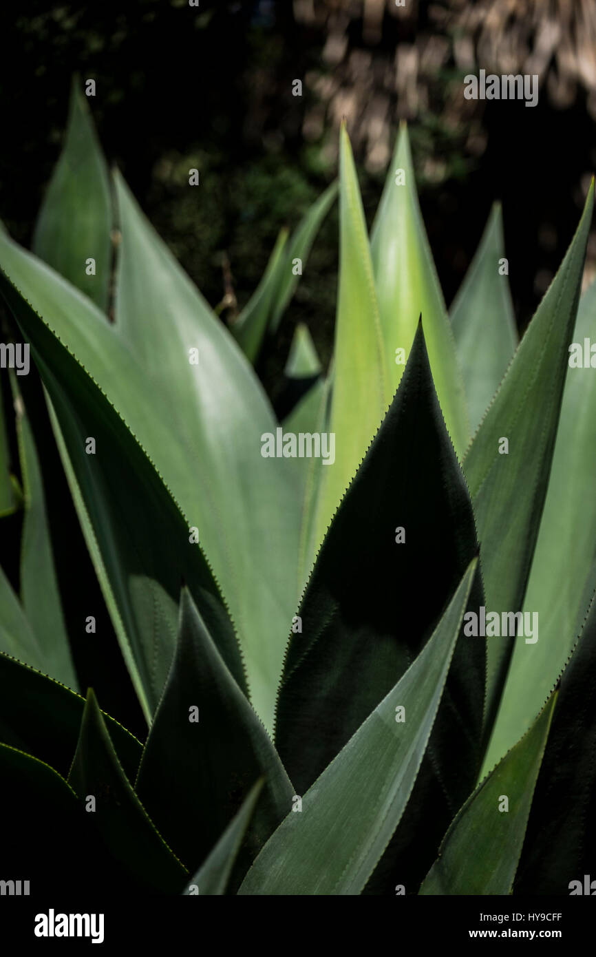 L'aloe vera plante succulente feuilles piquantes Jardinage Horticulture Jardin Trebah Sub-Tropical Cornwall Banque D'Images