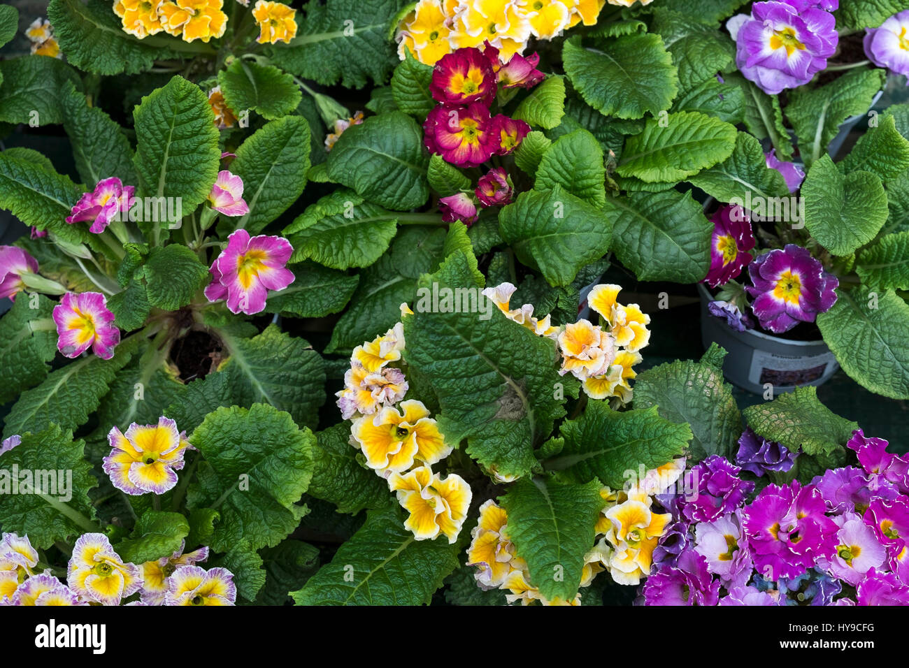 Coloré de fleurs Primula primevères fleurs pétales Cultivars dynamique Couleurs Feuilles Couleurs jardin Jardinage Horticulture ; jolie Banque D'Images