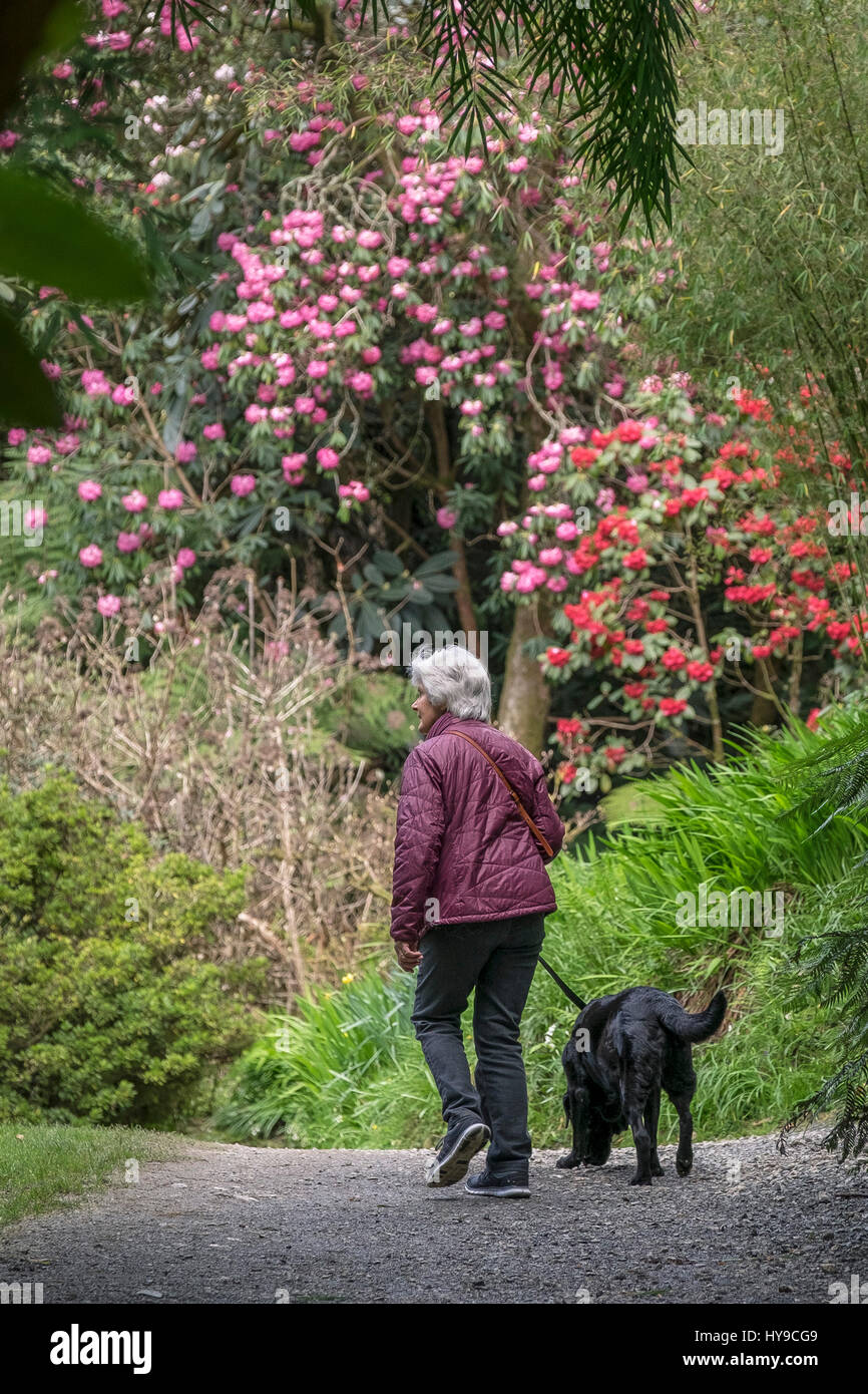 Jardin térabit Pet Dog Walker Sub-Tropical Fleurs Jardinage exercice dynamique Attraction Cornwall Cornish Banque D'Images