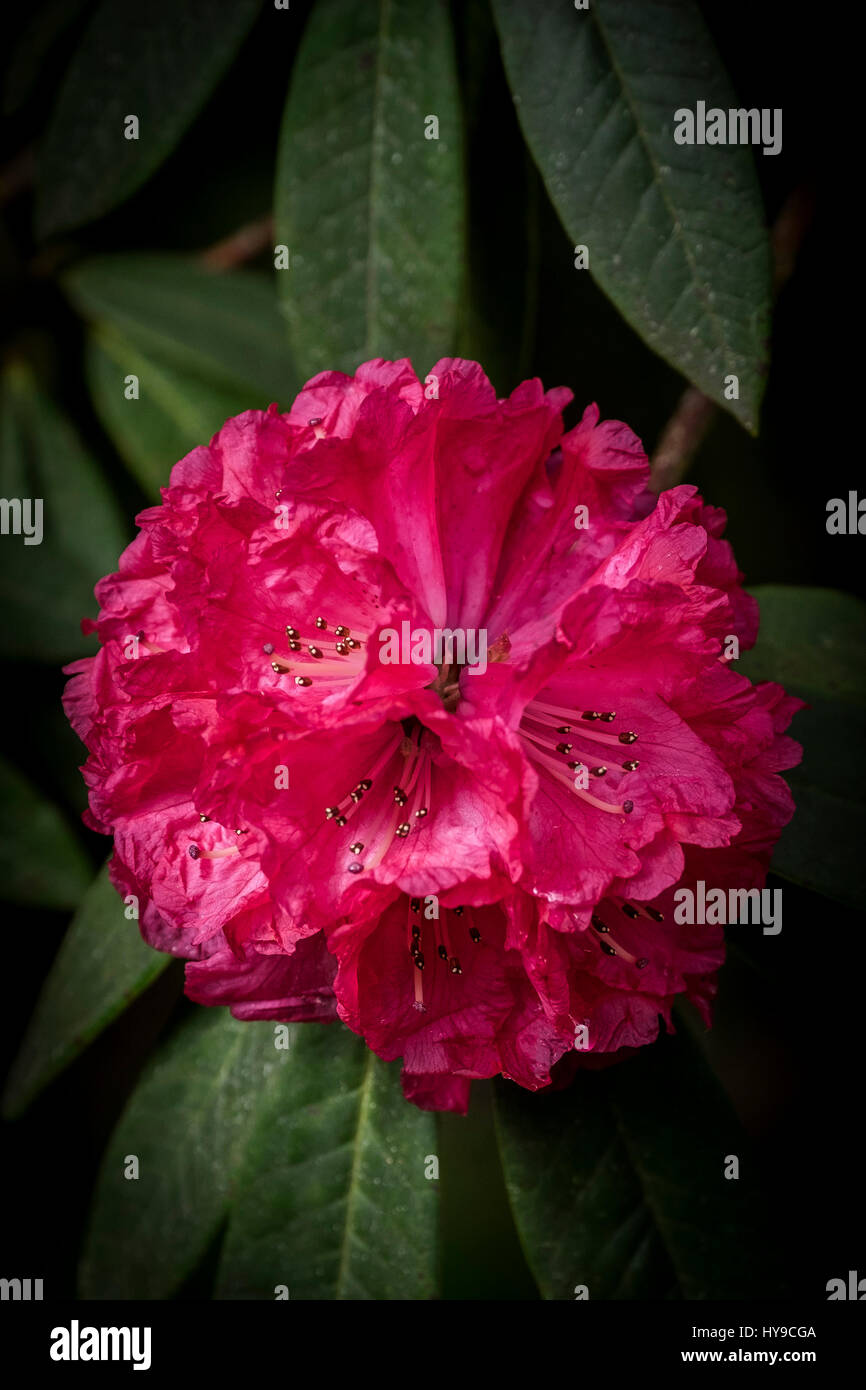 Trebah Garden Rhododendron arboreum Sub-Tropical Bloom Fleurs pétales rouge vif assez jardinage Banque D'Images