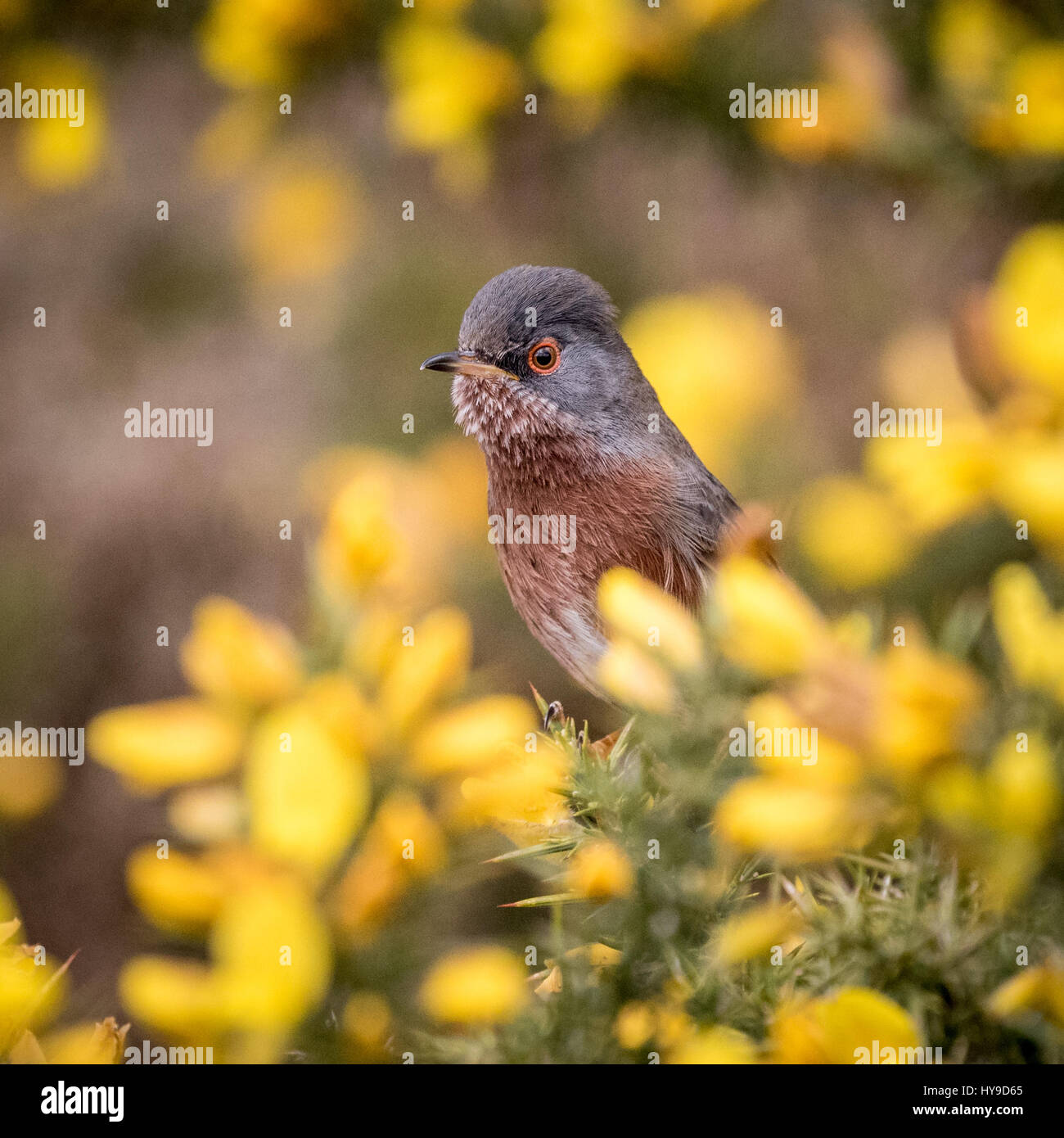 Dartford Warbler Banque D'Images