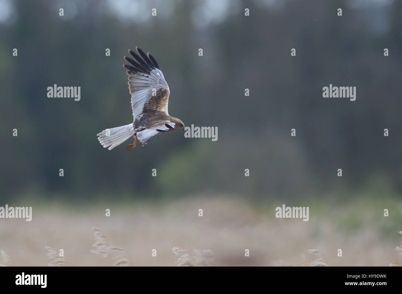 Busard des roseaux sur la chasse Banque D'Images